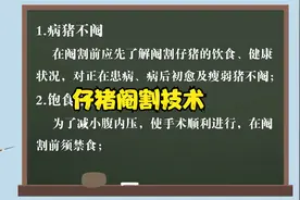 仔猪阉割技术