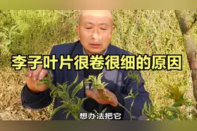 李子叶片很卷很细的原因