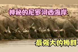 神秘的尼罗河西海岸 一 最强大的狮群 3视频封面