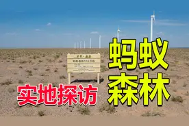 马云的蚂蚁森林是真是假？小伙用手机种下梭梭树后，来到实地验证视频封面