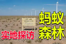 马云的蚂蚁森林是真是假？小伙用手机种下梭梭树后，来到实地验证视频封面