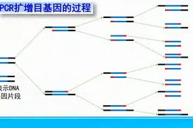 高中生物选修三～PCR扩增目的基因的过程视频封面