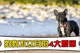狗狗不立耳的4大原因！视频封面