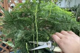 文竹长出“大粗芽”，为何要剪掉？看完明白了视频封面