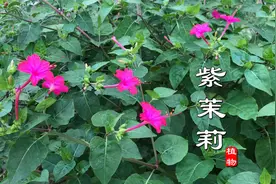 “紫茉莉”又叫胭脂花、煮饭花！叶子和根有妙用，难怪大家喜欢种视频封面