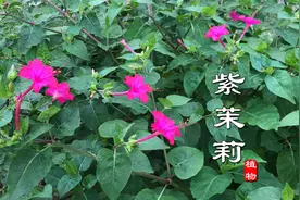 “紫茉莉”又叫胭脂花、煮饭花！叶子和根有妙用，难怪大家喜欢种
