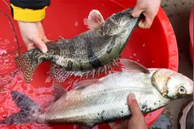 乡村小伙大清早提桶赶集买野生鱼，瞧这翘嘴鳜鱼，实惠到你想不到视频封面