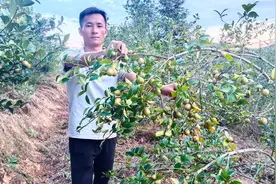 江西的茶籽油，为什么120元一斤还这么多人需要，到底有什么作用视频封面