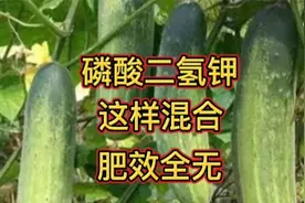 磷酸二氢钾这样搭配，肥效全无，多数人已经中招，别再用错了视频封面