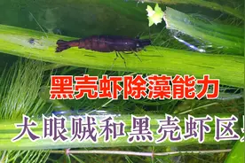 除藻虾20天吃藻效果，黑壳虾、大眼贼、中华小长臂和日本沼虾区别视频封面