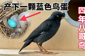 养了四年的八哥鸟，发现它在鸟窝下了个鸟蛋，蓝色的像宝石很漂亮视频封面