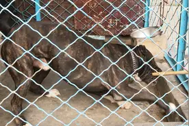 世界上最狂暴的西班牙加纳利猛犬，到底有多猛，拍摄过程惊心动魄视频封面