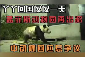 丫丫回国仅仅一天，孟菲斯动物园再出招！中动协回应惹争议视频封面