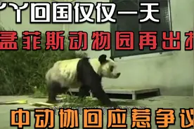 丫丫回国仅仅一天，孟菲斯动物园再出招！中动协回应惹争议视频封面