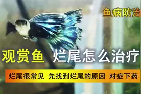 观赏鱼烂尾怎么办，告诉你几种方案，找到病因对症下药视频封面