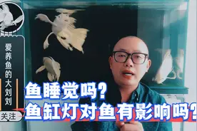 鱼睡觉吗？鱼缸灯对鱼有影响吗？视频封面