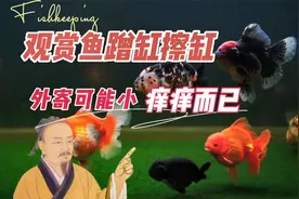 观赏鱼在缸里蹭缸，一般不是外寄，痒痒而已：养鱼笔记第3季97集