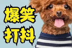 爆笑打抖，用“但是”造句，奇葩的造句和解释