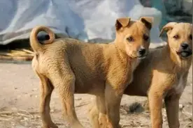 狗对人“狂叫”，古人说“狗咬穷，人敬富”，道出农村真谛