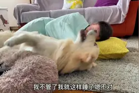 金毛5岁了，结果还要跟主人睡一起，忘记自己长大了吧视频封面