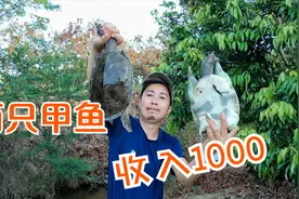 天气干燥闷热:放在水沟里的地笼，一网就中两只值钱甲鱼视频封面