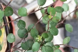 千叶吊兰怎么养？注意几点，不黄叶不掉叶，还能一盆变多盆