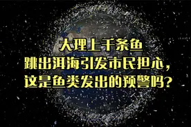 大理上千条鱼跳出洱海引发市民担心，这是鱼类发出的预警吗？视频封面