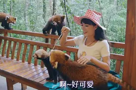 国内超棒的动物森林公园，竟然在云南？花20块就可以抱抱小熊猫