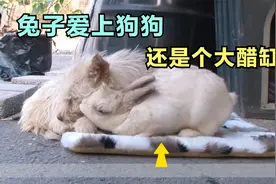 兔子疯狂爱上狗狗，却是个“大醋缸”，跨越种族的爱情视频封面
