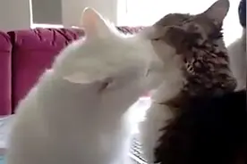 猫随地大小便很烦人吧！叫你们一个小妙招！视频封面