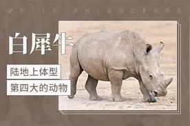 陆地上体型第四大的动物——白犀牛视频封面