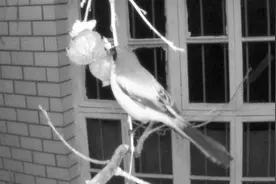 早起鸟有食吃；天不亮就来找吃的，光线有限只拍到轮廓，这什么鸟