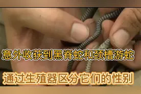神农架寻蛇记：收获到黑脊蛇和颈槽游蛇，通过生殖器区分它们性别
