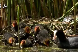野鸡育雏：白骨顶鸡繁殖出了7只幼鸟，天天钻水里抓鱼吃视频封面