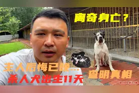 杀人犬产后出现异常，出生10天狗崽离奇身亡，查明真相后悔也晚了