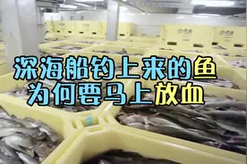 深海船钓上来的鱼为什么要马上放血？