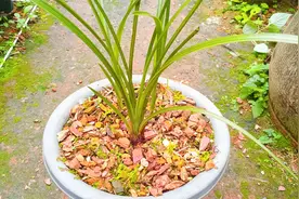 发现一颗兰花“长毛了”，项哥用3个步骤处理，操作过程分享！