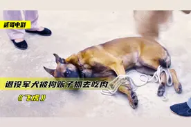退役军犬被狗贩子抓住，卖给村民炖肉吃，全程流着泪看完《飞虎》视频封面