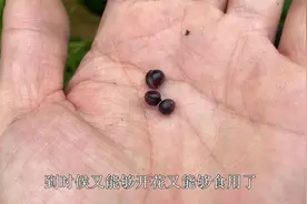 花瓣翻卷带黑点的“百合”，好看又好吃，不用管长一片，特别耐寒视频封面
