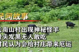 云南山村突现怪羊，骨头发黑疑似铅中毒，外地人收走后年入五百万视频封面