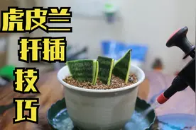 虎皮兰怎么扦插繁殖？园艺师教你，一刀切成三段，插进土里就能活视频封面