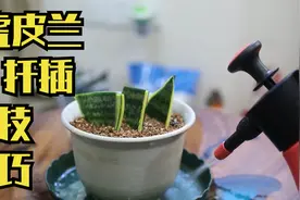 虎皮兰怎么扦插繁殖？园艺师教你，一刀切成三段，插进土里就能活视频封面