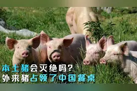 中国餐桌被“外来猪”占领，8种本土猪已灭绝，本土猪会消失吗？