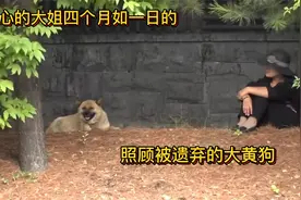 一位好心的大姐，四个月如一日，照顾着被遗弃的大黄狗视频封面