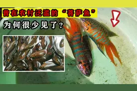 农村常见的“菩萨鱼”，常被捉来喂鸡鸭，如今为何很少见了？视频封面