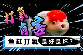养鱼到底需不需要打氧气，为什么很多养鱼高手不用氧气泵？
