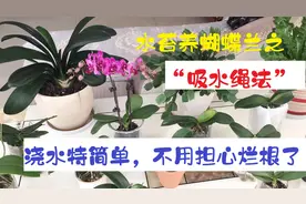 水苔养蝴蝶兰之“吸水绳法”，浇水特简单，不用担心烂根了！视频封面