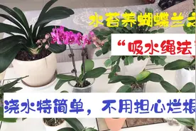 水苔养蝴蝶兰之“吸水绳法”，浇水特简单，不用担心烂根了！视频封面
