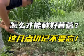 多年生高蛋白牧草，紫花苜蓿想年年采收，这几点要注意，产量倍涨视频封面