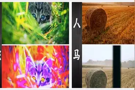 如果你有动物的眼睛，世界就长成这个样子